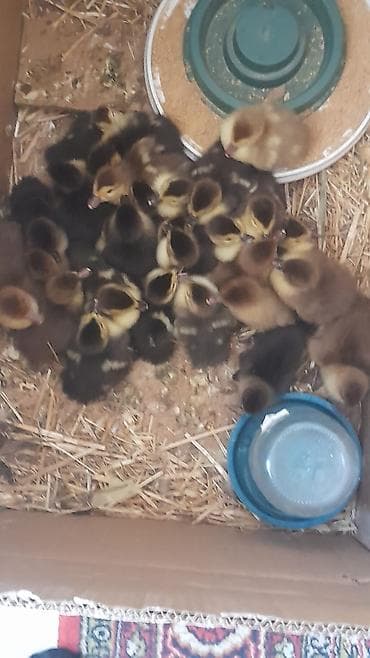 Животные: Krasnasar zümrüdü balalar 5m 28 dene baladı 0556635464 — 1