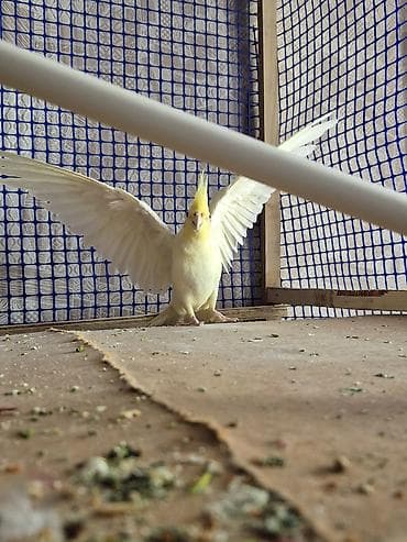 korella quş: Nimfa (cockatiel) tutquşları – 2 ədəd 2si biryerdə satılır sarı erkək — 3