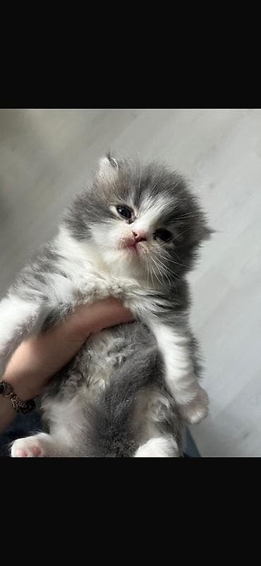 sfinks pişik: Şirin tüklü pişik balaları – uzun tüklü, boz-ağ rəngli - Cins: uzun — 5