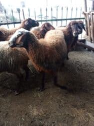 Коровы, быки: Elan başlığı: 7 boğaz qoyun satılır Təsvir: - 7 ədəd boğaz (hamilə) — 13