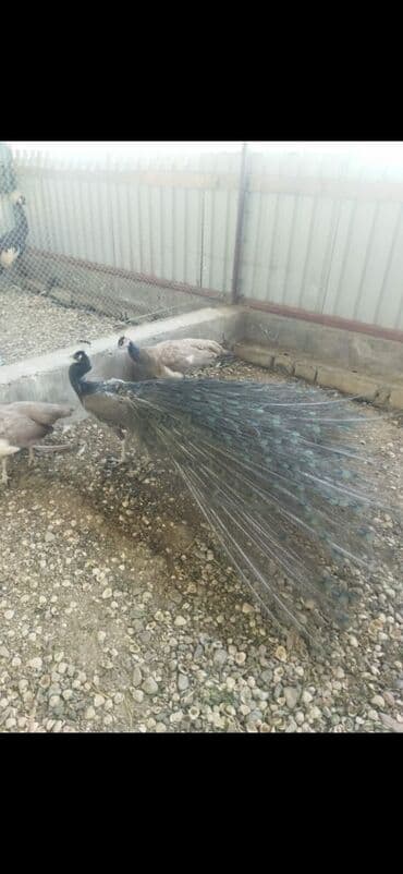 хары бюльбюль купить: Müxtəlif rəng və növlərdə tovuz quşları satılır. Quşlar sağlam və — 4