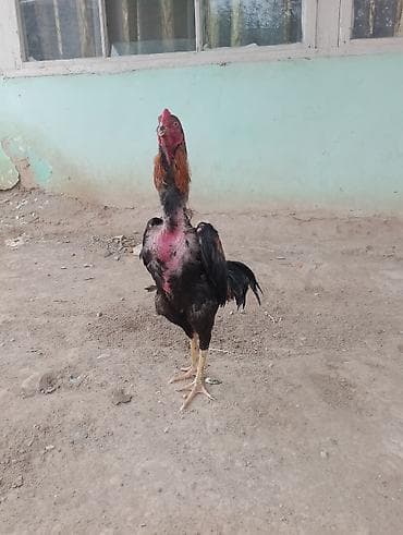 cins xoruz harada banlayar: Heç bir problemi yoxdur 2deyqalq probu var reyal alc narahat etsin — 3