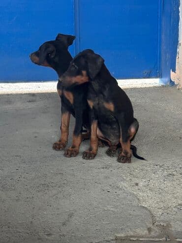 pitbull tap az: Доберман — 2