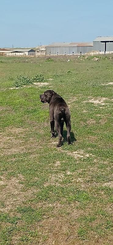 dinqo itleri: Kane-Korso, 2 il, Erkek, Peyvəndli — 3