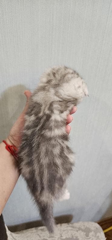 pisiklerin satisi: Britan yastı qulaq, Erkək — 4