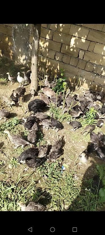 hinduşka xəstəlikləri: Dişi, Kanada, Ətlik, Ödənişli çatdırılma — 5