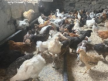 pitbul gence: Toyuq cücələri, Ətlik — 4