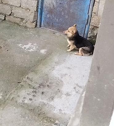 Звонок, 6 месяцев — 2