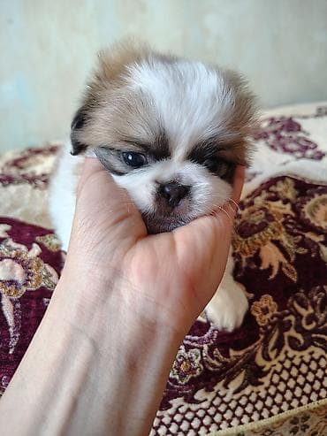 it qiz seksi: Pekines, 2 ay, Erkek, Peyvəndli, Ödənişli çatdırılma — 4