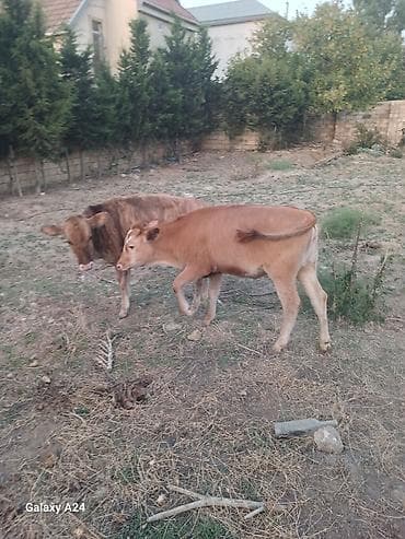 kök dana: Satılır: 2 baş dana - Növ: iri buynuzlu heyvan (dana) - Say: 2 ədəd - — 5