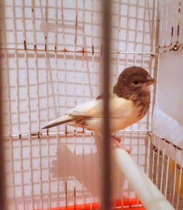 velikan dovsan satisi: Bülbülərin satışı — 2