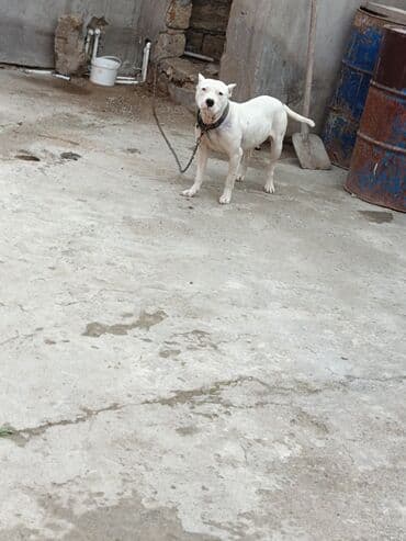 oglan it adlari: Ağ rəngli, əzələli, orta-böyük ölçülü it. Qısa tüklü, qulaqları kəsik — 10