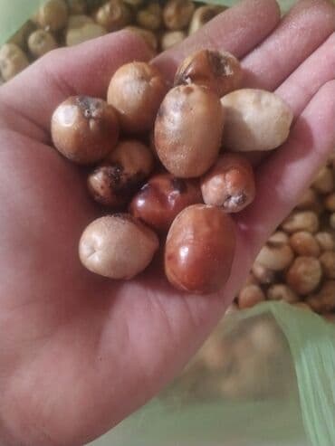 Məhsul:iyde mehsulu türkan idesi Təsvir: - Təbii noxud dənələri