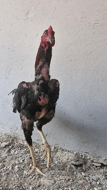 qizil qus: Toyuq, Damazlıq — 4