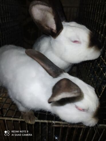 xacmaz heyvan bazari: Kalfor dovwanlar damazlig 🇦🇿 isdeyen olsa whatcapa yazsin — 2