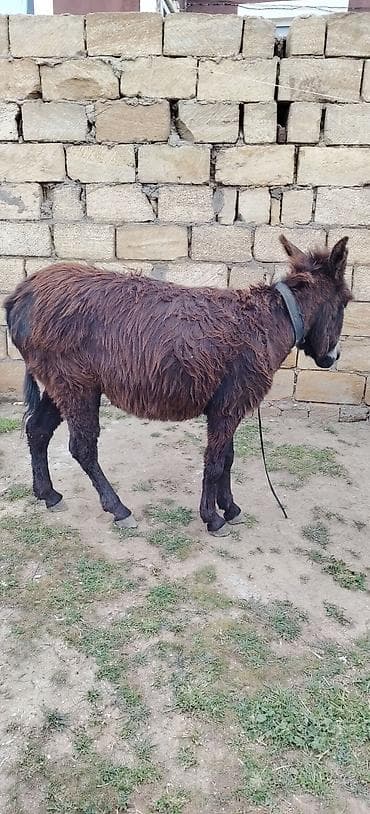 atlar cütləşməsi: Bogazdı cox fağlr eşekdi qacmaqda yaxşı dl — 4