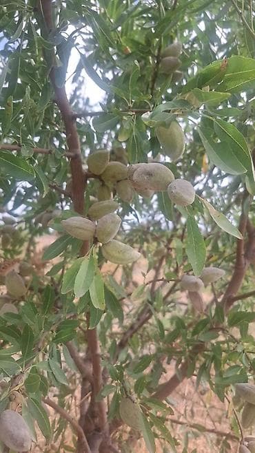 sabirabad ev satışı: 412 sot, Kənd təsərrüfatı, Mülkiyyətçi, Kupça (Çıxarış) — 2