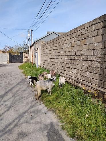 çepiş: 8baş heyvandi 4bala 4ana (2 bala bir dişi bir Erkey Sani — 3