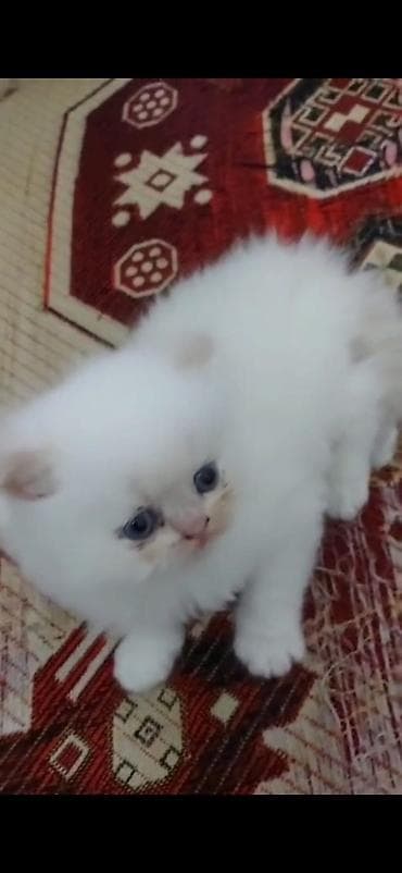 şirin pişikler: Sevimli pişik balaları - Növ: Ev pişiyi (uzun tüklü və qısa tüklü — 2