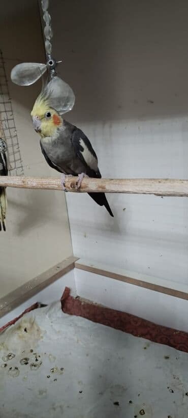 quş xana: Ələ öyrənibdi oxuyur erkəkdi pul lazımdı deyin satlır ciddi şəxslər — 8