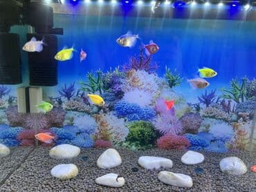 akvarium bitkileri: Balıqlarla birlikdə, 1 l, Ödənişli çatdırılma — 9