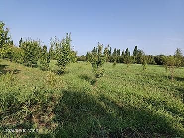 ucuz kirayə evlər 2023: Kənd təsərrüfatı, Qaz — 7