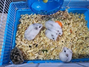 haski satisi: Hamster. Джунгарики. Djungar balaları satılır. Biri qəhvəyi, o biri — 1