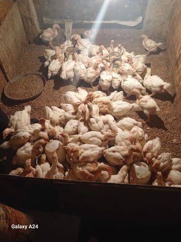 toyuq sortları: Toyuq cücələri, Ətlik — 3