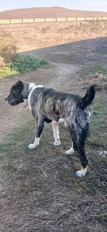 отдам в хорошие руки щенка маленькой породы: Гурдбасар, 2 года, Самец, С прививками, Платная доставка — 6