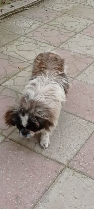 Great Wall: Pekines, 1 il, Erkek — 4