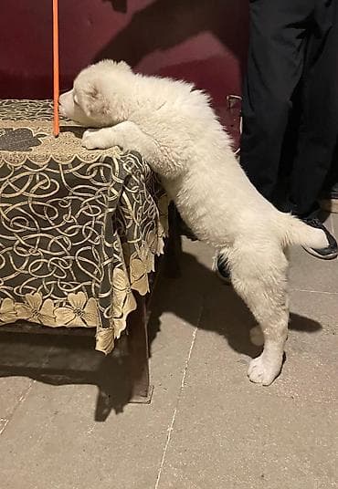 2 ay, Dişi, Peyvəndli, Ünvandan götürmə