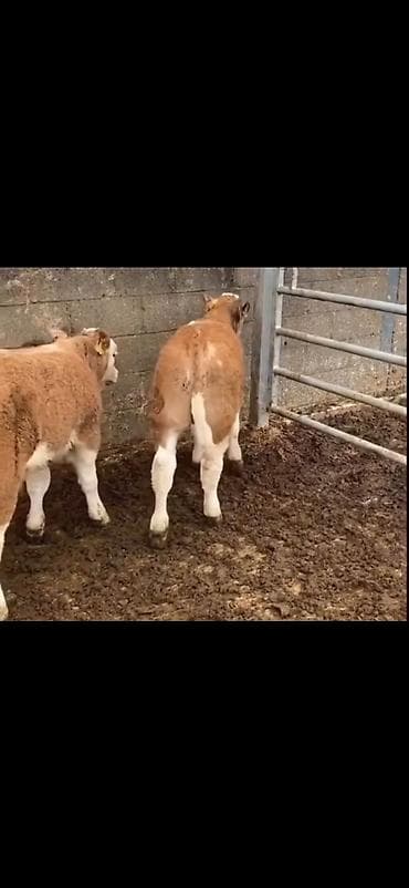 ari yeşiklərinin satışı: Məhsul: Dana balaları (ətlik istiqamət) Təsvir: - Şəkillərdə — 7