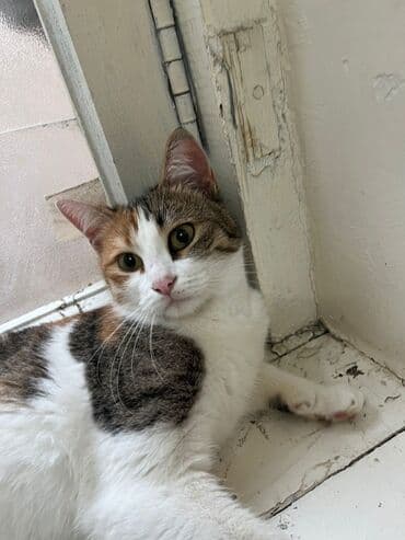 Alfa Romeo: Dişi, Yaxşı əllərə, Ünvandan götürmə — 2