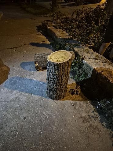 adam agaci: Ağac gövdəsi kəsilmiş hissələr – dekor və odun üçün. Məhsul təsviri — 1