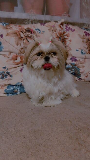 Бусы: Ши-тцу — 8