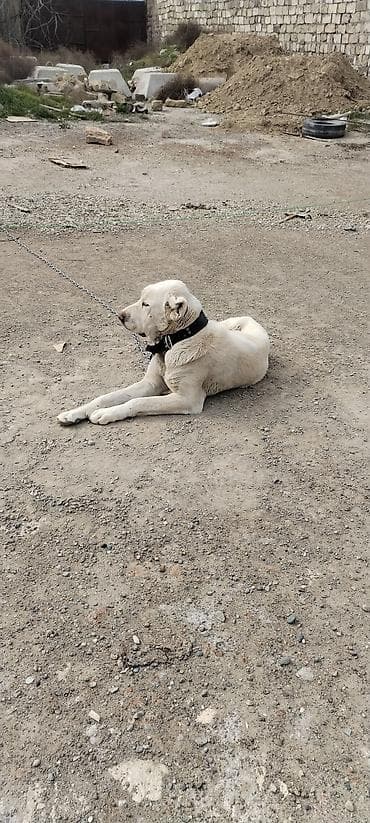 itlərin sekisi: Alabay, 2 il, Erkek — 9