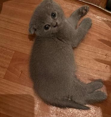 Pişiklər: Şotland yastı qulaq — 3