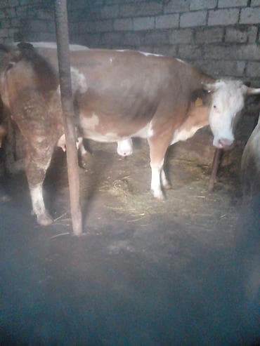 Düyə14.16l.aprelin 3də.buğaya gəlib.anqus maya erkək balaynan.qırmızı