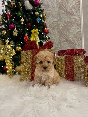 Птицы: Пудель — 2