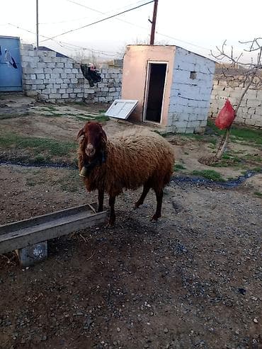 damaz: Erkək, Qala, il: 1, Damazlıq — 6