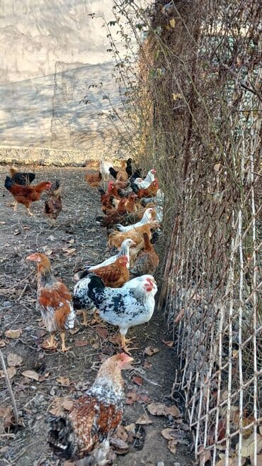 İtlər: Toyuqlar və xoruzlar satılır. Şəkillərdə iri və orta çəkili toyuq və — 5