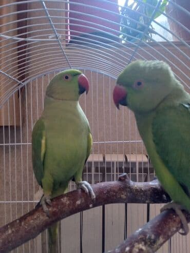 Ojirelivi saĝlam gozel quslardi 
qefesleri yoxdu
2si 270m