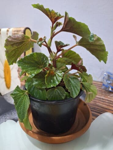 mi band 4 цена: Begoniya (qap içi dekorativ bitki) – plastik saksıda - Yarpaq tipi — 1