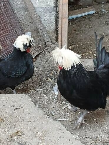 ag at sekilleri: Toyuq, Yumurtalıq — 3