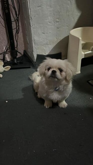 it xaltalari satisi: Pekines — 3