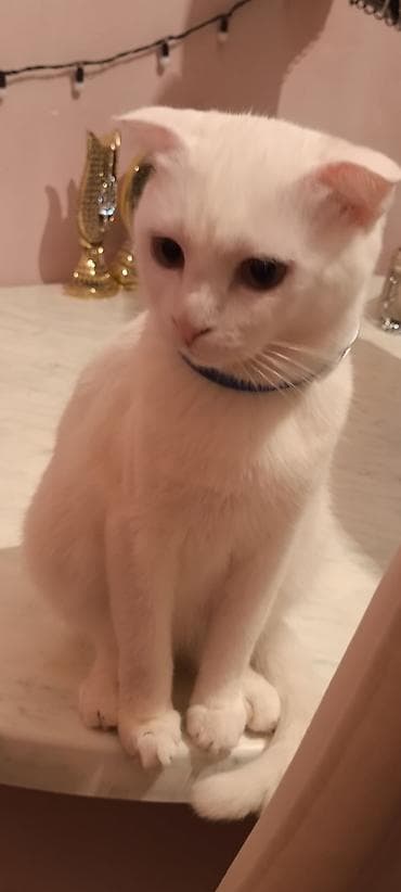 pişik yuva: Шотладская вислоухая — 8