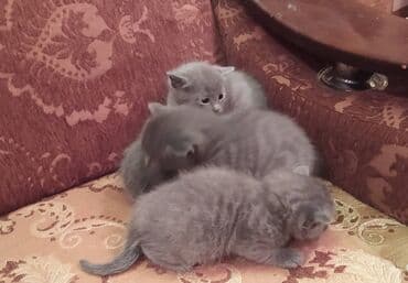 Daraq panellər: Britan, Dişi, Erkək — 17