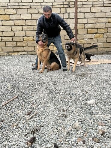 Heyvanlar üçün mallar: Alman çoban iti, 1 ay, Peyvəndli — 7