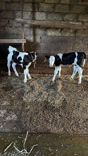 mal satisi: Simmental buzovlar satılır.İkisi də dişidir. Ekiz buzovlardır.Anaları — 6