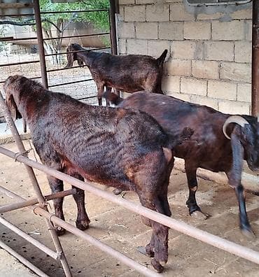 cepis sekilleri: 3üdə bir yerdə satılır, 1 erkəy 2 dişi qiymət sondu marağlanan — 2